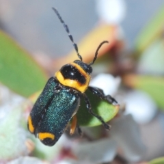 Aporocera sp. (genus) at Throsby, ACT - 19 Nov 2019 12:14 AM