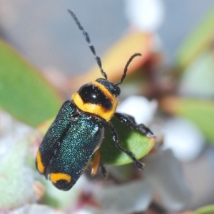 Aporocera sp. (genus) at Throsby, ACT - 19 Nov 2019 12:14 AM