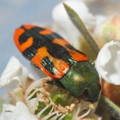 Castiarina scalaris (Scalaris jewel beetle) at Wyanbene, NSW - 19 Nov 2019 by Harrisi