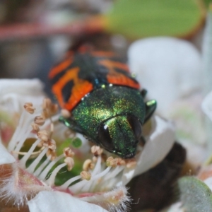 Castiarina scalaris at Wyanbene, NSW - 19 Nov 2019 09:26 PM