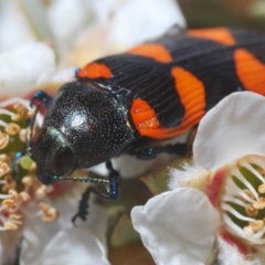 Castiarina thomsoni (A jewel beetle) at QPRC LGA - 19 Nov 2019 by Harrisi