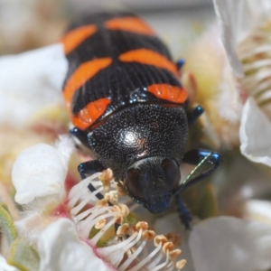 Castiarina thomsoni at Wyanbene, NSW - 19 Nov 2019