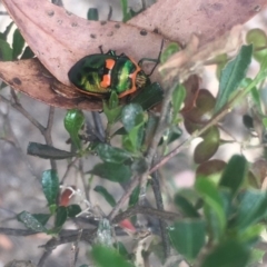 Scutiphora pedicellata (Metallic Jewel Bug) at Hackett, ACT - 9 Nov 2019 by George