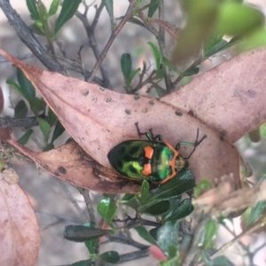 Scutiphora pedicellata at Hackett, ACT - 9 Nov 2019