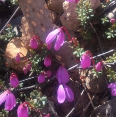 Tetratheca bauerifolia (Heath Pink-bells) at Brindabella, NSW - 29 Sep 2019 by George