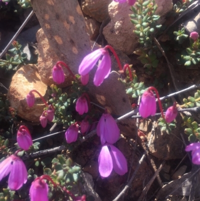 Tetratheca bauerifolia (Heath Pink-bells) at Brindabella, NSW - 29 Sep 2019 by George
