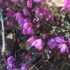 Tetratheca bauerifolia at Brindabella, NSW - 29 Sep 2019