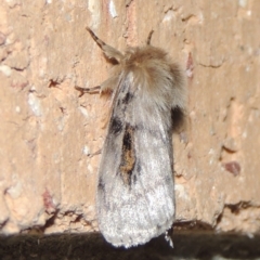 Leptocneria reducta (White cedar moth) at Pollinator-friendly garden Conder - 11 Nov 2019 by michaelb