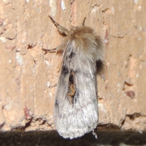 Leptocneria reducta at Conder, ACT - 12 Nov 2019