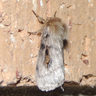 Leptocneria reducta (White cedar moth) at Pollinator-friendly garden Conder - 11 Nov 2019 by michaelb