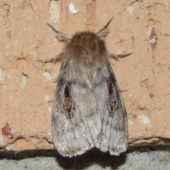 Leptocneria reducta at Conder, ACT - 12 Nov 2019 12:51 AM