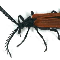 Porrostoma rhipidium at Rosedale, NSW - 15 Nov 2019 10:06 PM