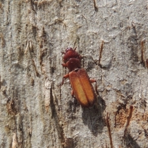 Platisus sp. (genus) at Tuggeranong DC, ACT - 2 Nov 2019 12:16 PM