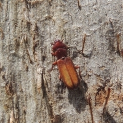 Platisus sp. (genus) (Flat bark beetle) at Lanyon - northern section - 2 Nov 2019 by michaelb