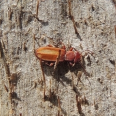 Platisus sp. (genus) at Tuggeranong DC, ACT - 2 Nov 2019