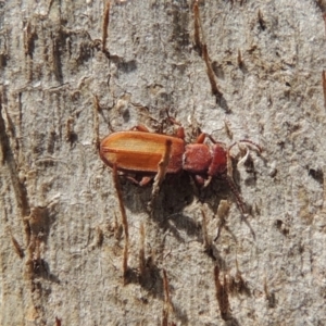 Platisus sp. (genus) at Tuggeranong DC, ACT - 2 Nov 2019 12:16 PM