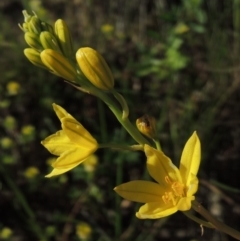 Bulbine glauca (Rock Lily) at Tennent, ACT - 11 Nov 2019 by michaelb