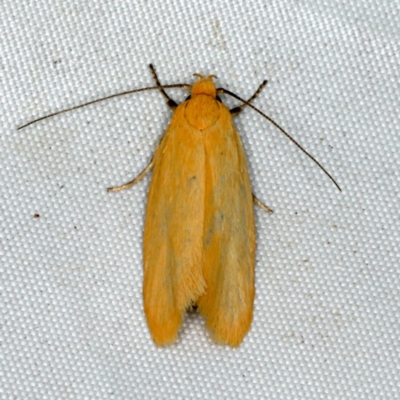 Eulechria electrodes (Yellow Eulechria Moth) at Rosedale, NSW - 15 Nov 2019 by jbromilow50