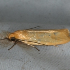 Eulechria electrodes at Rosedale, NSW - 15 Nov 2019 08:41 PM