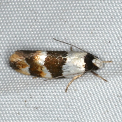 Euphiltra eroticella (A Concealer moth (Wingia group)) at Rosedale, NSW - 15 Nov 2019 by jb2602