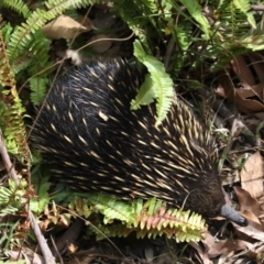 Tachyglossus aculeatus (Short-beaked Echidna) at Rosedale, NSW - 15 Nov 2019 by jb2602