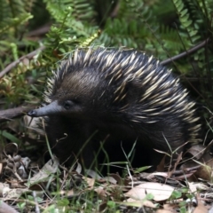 Tachyglossus aculeatus at Rosedale, NSW - 15 Nov 2019 03:13 PM