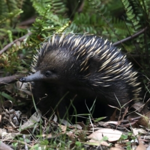 Tachyglossus aculeatus at Rosedale, NSW - 15 Nov 2019