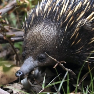 Tachyglossus aculeatus at Rosedale, NSW - 15 Nov 2019