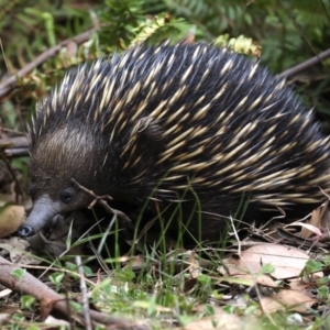 Tachyglossus aculeatus at Rosedale, NSW - 15 Nov 2019