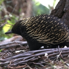 Tachyglossus aculeatus at Rosedale, NSW - 15 Nov 2019