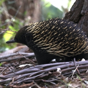 Tachyglossus aculeatus at Rosedale, NSW - 15 Nov 2019