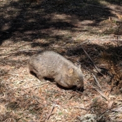 Vombatus ursinus (Common wombat, Bare-nosed Wombat) at Bowral - 5 Nov 2019 by Margot