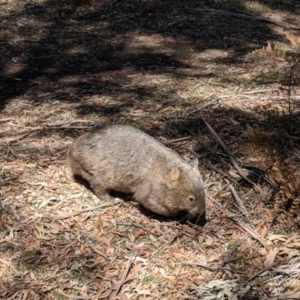 Vombatus ursinus at Bowral - 6 Nov 2019