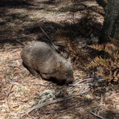 Vombatus ursinus at Bowral - 6 Nov 2019 10:09 AM