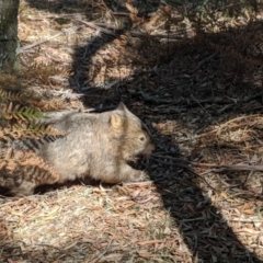 Vombatus ursinus at Bowral - 6 Nov 2019 10:09 AM