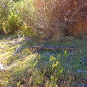 Varanus rosenbergi at Rendezvous Creek, ACT - 16 Nov 2019