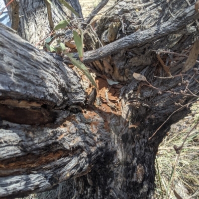 Papyrius nitidus (Shining Coconut Ant) at Karabar, NSW - 20 Nov 2019 by MattM