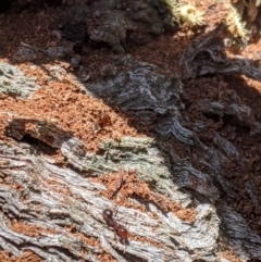 Papyrius nitidus at Karabar, NSW - 20 Nov 2019