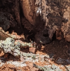 Papyrius nitidus at Karabar, NSW - 20 Nov 2019