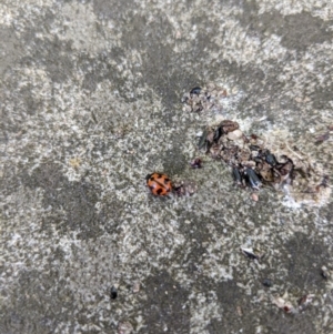 Coccinella transversalis at Moss Vale, NSW - 20 Nov 2019 01:07 PM