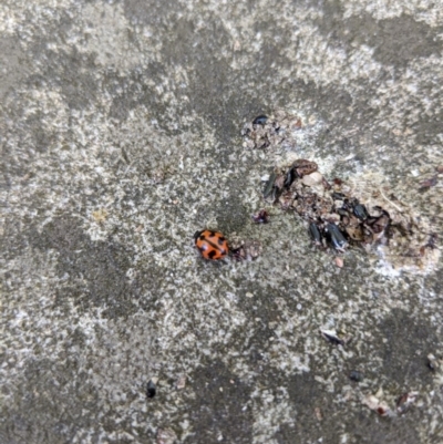 Coccinella transversalis (Transverse Ladybird) at Moss Vale - 20 Nov 2019 by Margot