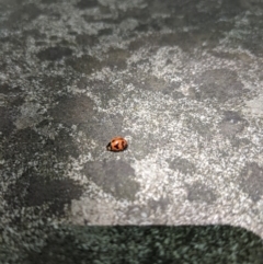 Coccinella transversalis at Moss Vale, NSW - 20 Nov 2019