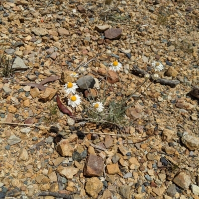 Leucochrysum albicans subsp. tricolor (Hoary Sunray) at Karabar, NSW - 20 Nov 2019 by MattM