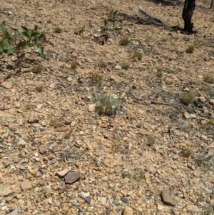 Leucochrysum albicans subsp. tricolor at Karabar, NSW - 20 Nov 2019