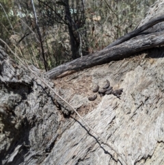 Papyrius nitidus at Karabar, NSW - 20 Nov 2019