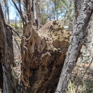 Papyrius nitidus at Karabar, NSW - 20 Nov 2019