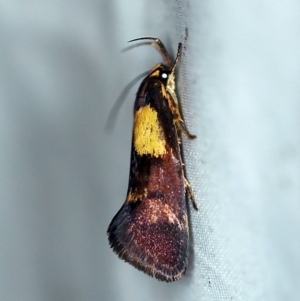 Enchronista proximella at Rosedale, NSW - 16 Nov 2019 10:04 PM