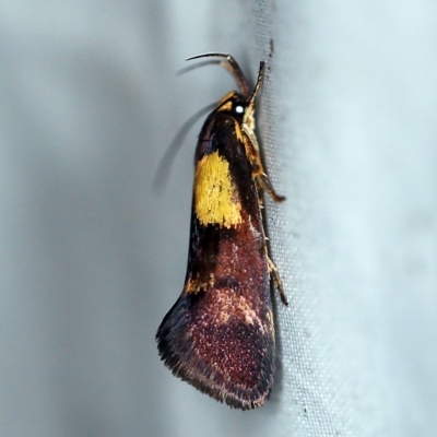 Enchronista proximella (A Concealer moth) at Rosedale, NSW - 16 Nov 2019 by ibaird