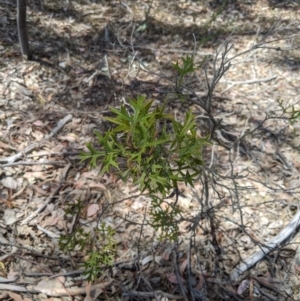 Grevillea ramosissima subsp. ramosissima at Jerrabomberra, NSW - 20 Nov 2019