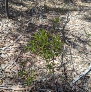 Grevillea ramosissima subsp. ramosissima at Jerrabomberra, NSW - 20 Nov 2019 02:03 PM